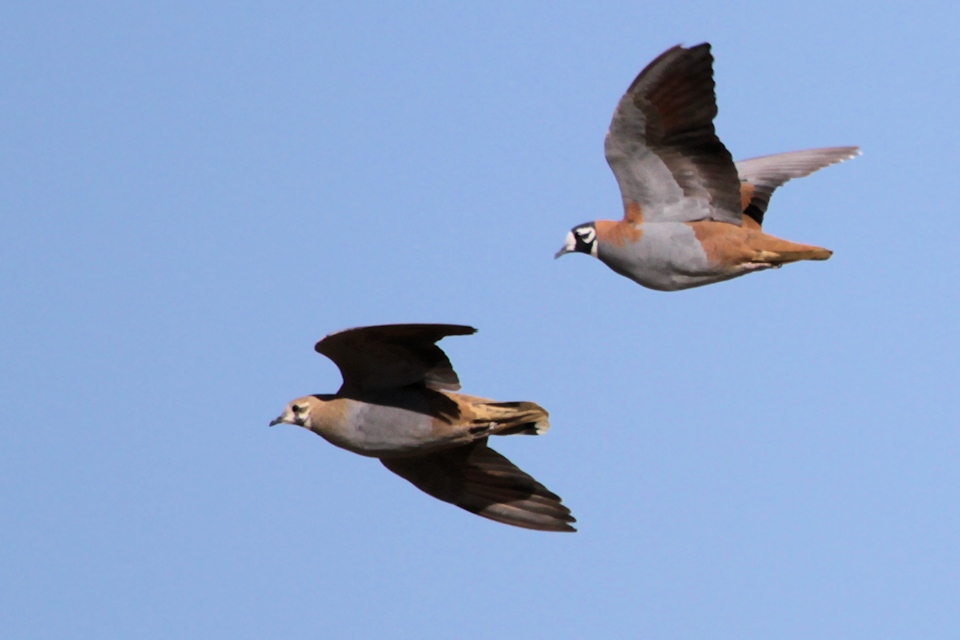 Flock Bronzewing (Phaps histrionica)